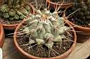 THELOCACTUS LOPHOTHELE.jpg